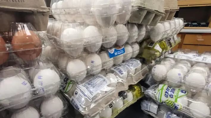 Huevos confiscados por especialistas agrícolas de la CBP. (CBP)