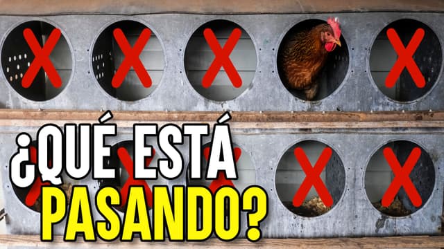 EE. UU. sigue matando millones de gallinas 4 años después del brote de gripe aviar