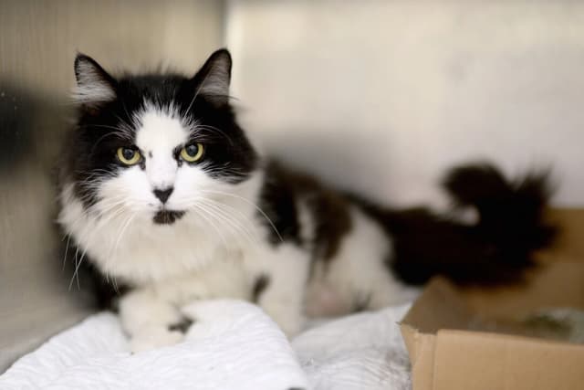 Dos gatos domésticos se infectaron con gripe aviar en Nueva York, según las autoridades