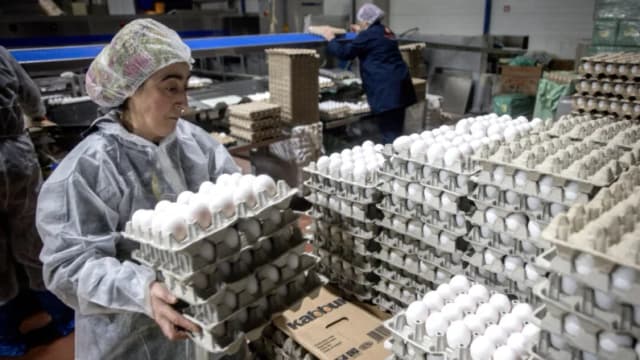 EE. UU. está importando huevos de Turquía y Corea del Sur, afirma Secretaria de Agricultura