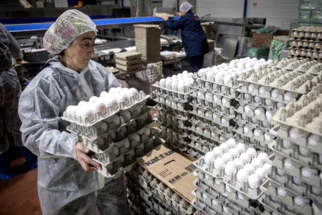EE. UU. está importando huevos de Turquía y Corea del Sur, afirma Secretaria de Agricultura