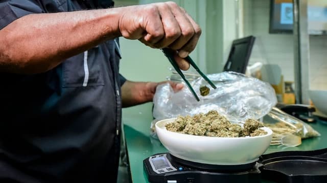 Consumidores de marihuana menores de 50 años son 6 veces más propensos a ataques cardíacos: Estudio