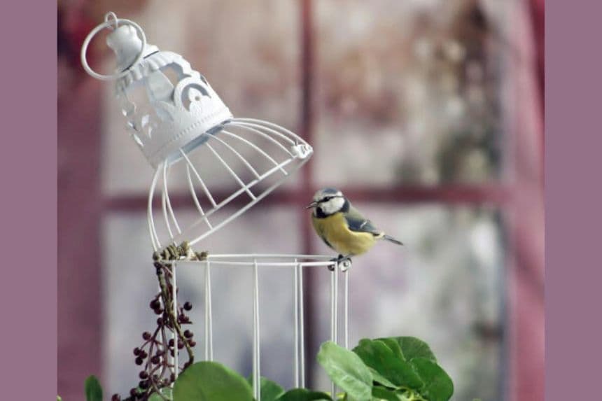 Imagen ilustrativa: (Uso gratuito bajo licencia de Pixabay)