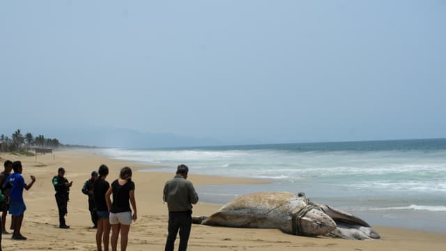 Muere ballena jorobada en sur de México tras quedar atrapada en redes de pesca
