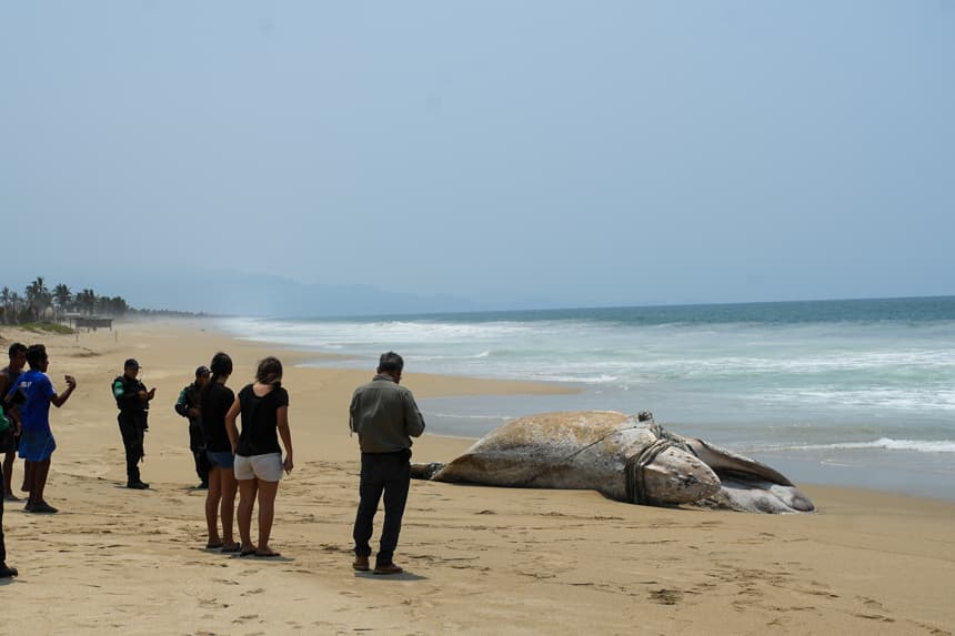 Fotografía de una ballena jorobada varada el 23 de abril de 2025 en la playa de Coyuca de Benítez, en Acapulco (México). EFE/ David Guzmán
