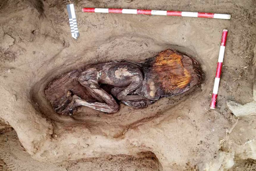 Fotografía cedida por la Zona Arqueológica Caral del yacimiento de la Huaca de los Ídolos, dentro del sitio arqueólogico Áspero, una antigua ciudad pesquera perteneciente a la civilización Caral. Un grupo de arqueólogos peruanos descubrió entre los restos de la civilización Caral, la más antigua de América, el enterramiento de una mujer de alto estatus, datado entre el 3000 y el 1800 a.C., que conserva en buen estado su cuerpo rodeado de numerosas ofrendas, algunas de ellas llegadas de la Amazonía. EFE/ Zona Arqueológica Caral