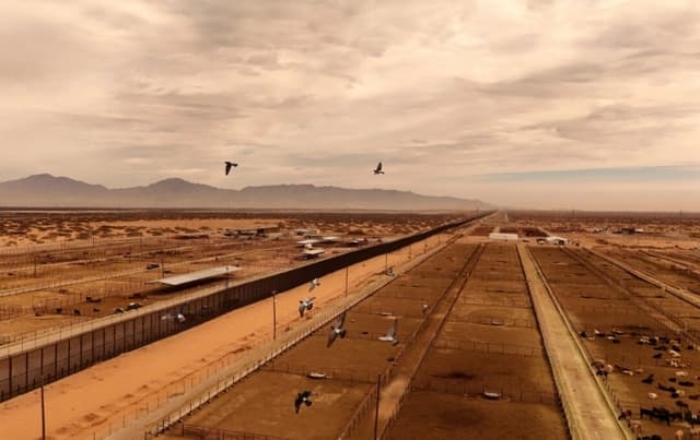 EE. UU. podría restringir importaciones de ganado mexicano por plaga del gusano barrenador: USDA