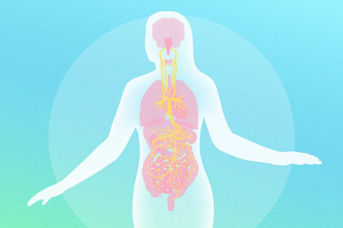 El papel del nervio vago en la salud de los órganos vitales