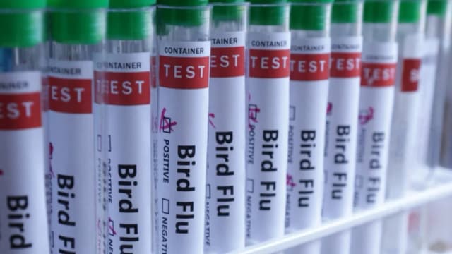 México confirma primer caso humano de gripe aviar H5N1
