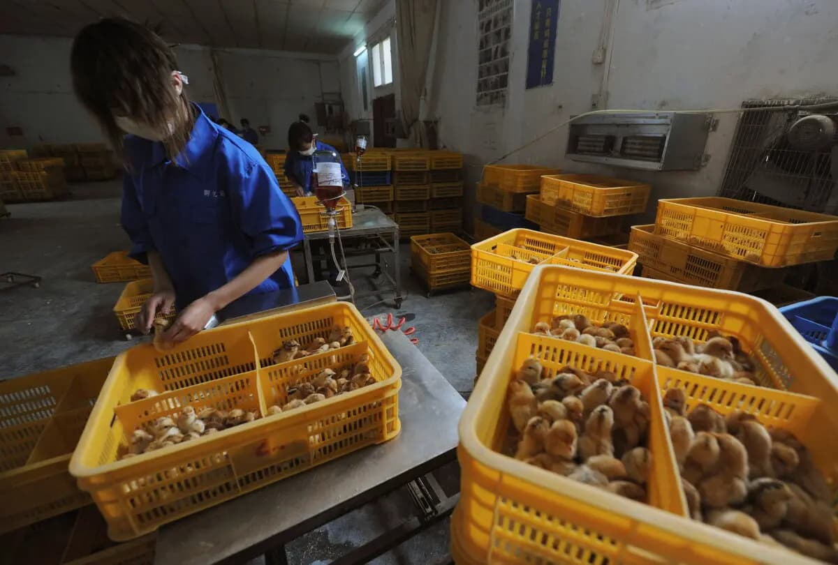Trabajadores vacunan pollitos contra la gripe aviar H9 en una granja en el condado de Changfeng, provincia de Anhui, China, el 14 de abril de 2013. (Stringer/Reuters).