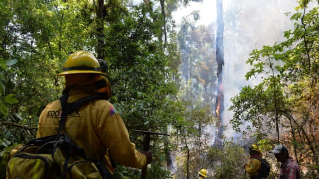 México registra 114 incendios forestales activos con afectación en 38,045 hectáreas