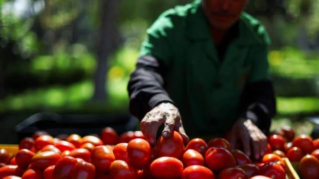 EE. UU. impondrá un arancel del 21% a los jitomates mexicanos