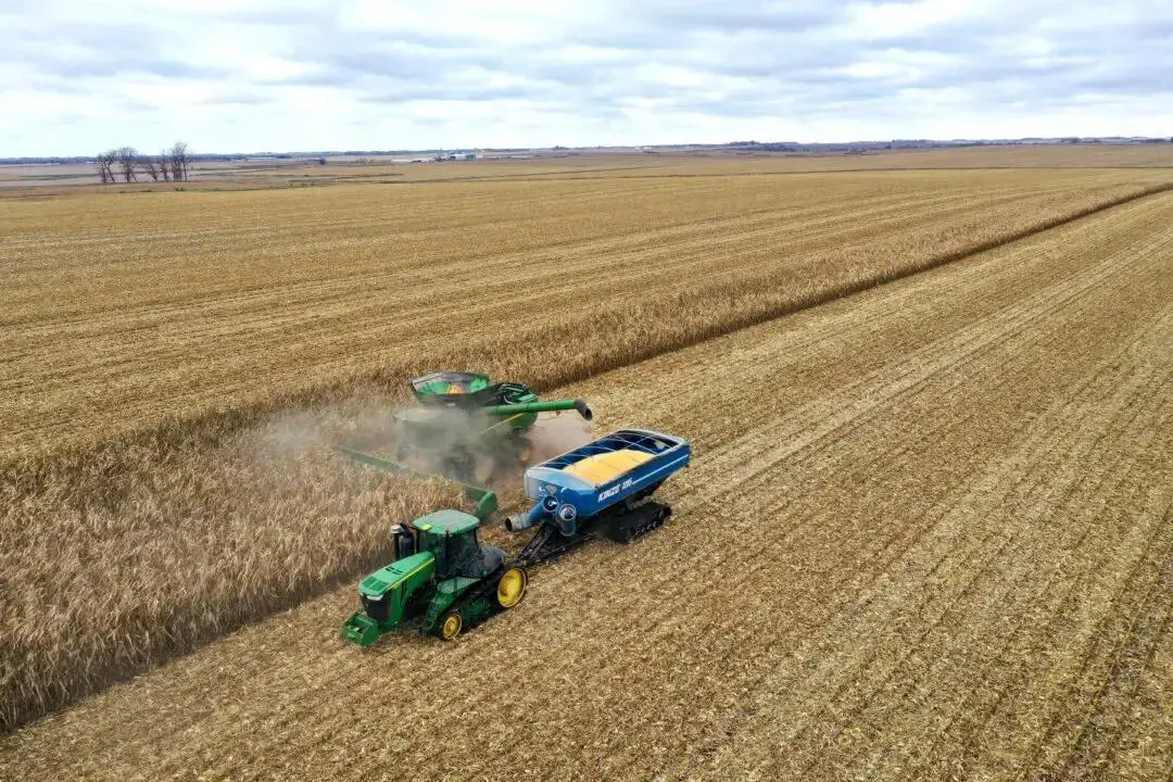 Una vista aérea muestra a trabajadores de Pinicon Farm cosechando maíz cerca de McIntire, Iowa, el 31 de octubre de 2023. (Scott Olson/Getty Images)
