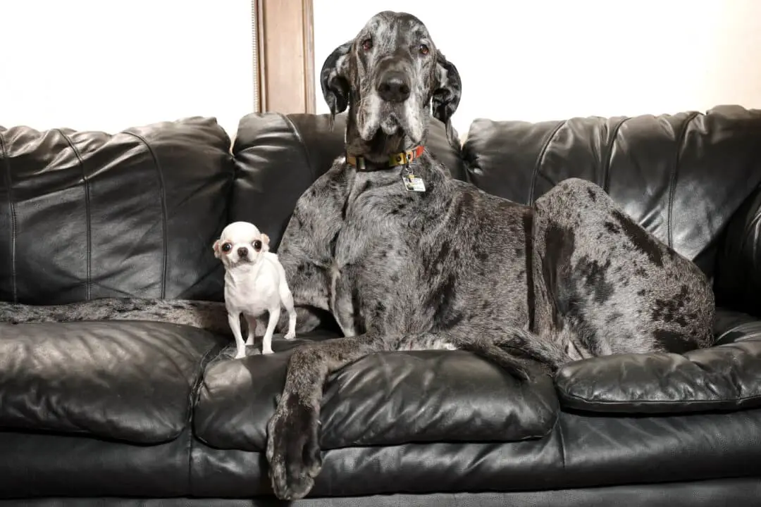 Pearl, la perra más pequeña del mundo, posa junto a Reginald, el perro más alto del mundo, ambos certificados por Guinness World Records, durante una cita para jugar en Idaho Falls, Idaho, el 5 de abril de 2025. (Natalie Behring/Guinness World Records vía AP).