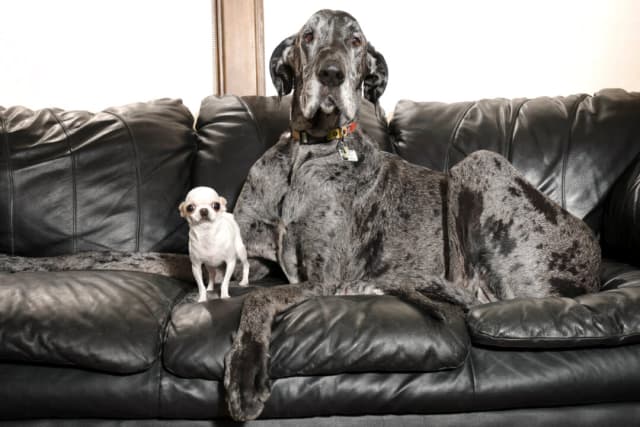El perro más alto y el más pequeño del mundo se reúnen para jugar
