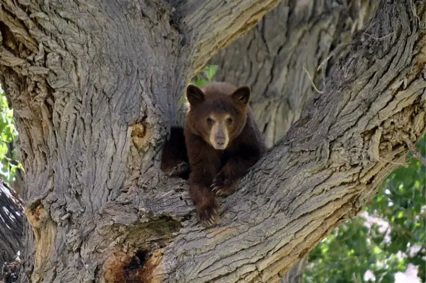 Un cachorro de oso negro permanece sobre un árbol, en una fotografía de archivo. EFE/Mike Nelson 