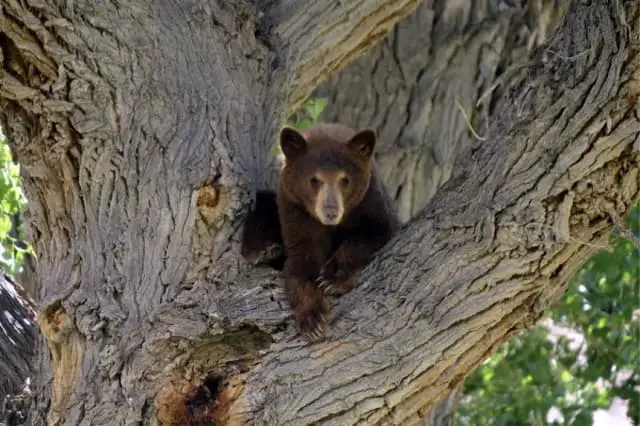 Mueren un hombre y su perro por ataque de oso en Florida