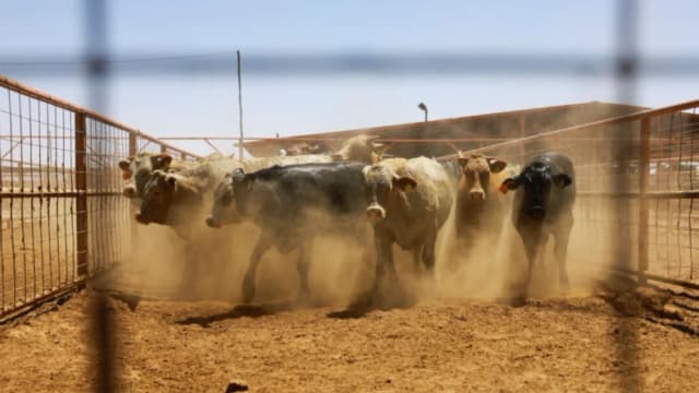 EE. UU. detiene importaciones de ganado vacuno, caballos y bisontes de México por gusano barrenador