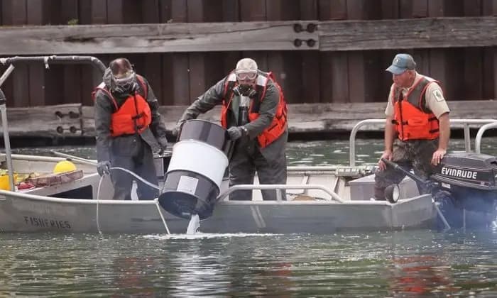 Trabajadores del Comité Coordinador Regional para la Carpa Asiática vierten un producto químico en el río Little Calumet para matar todos los peces en un tramo de dos millas del río el 20 de mayo de 2010, en Chicago. (Scott Olson/Getty Images)
