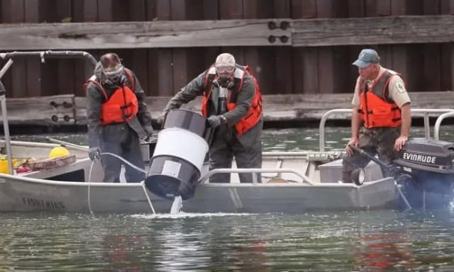 Memorándum de Trump acelera proyecto para mantener la carpa asiática fuera de los Grandes Lagos