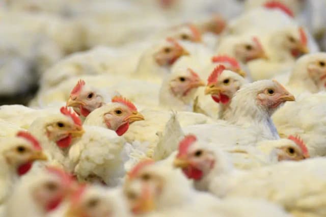 Brasil confirma primer caso de gripe aviar de "alta patogenicidad" en granja comercial