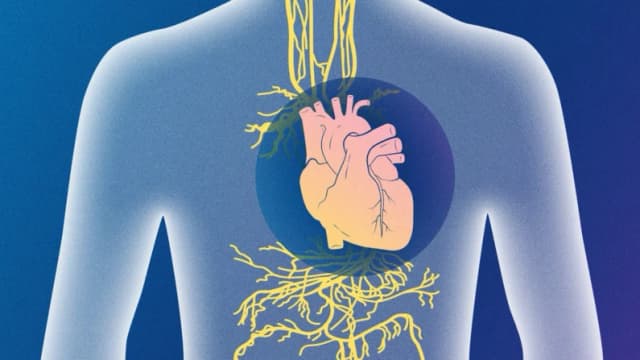 Activación del nervio vago: Un enfoque poco estudiado para mejorar la función cardíaca