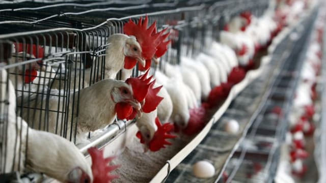 México suspende importación de productos avícolas de Brasil por alerta de influenza aviar