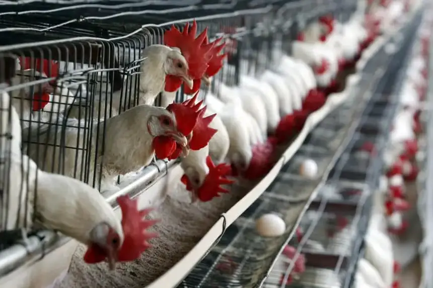 Cientos de aves se alimentan en una granja avícola en el municipio de Tepatitlán, en el estado mexicano de Jalisco, en una imagen de archivo. EFE/Ulises Ruiz Basurto