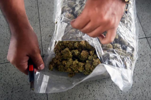 Incautan 7.5 toneladas de marihuana de disidencias de las FARC en Colombia
