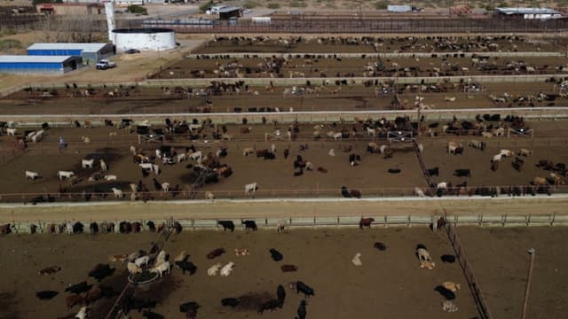Ganaderos confían en reapertura de exportaciones tras acuerdo entre México y EE. UU.