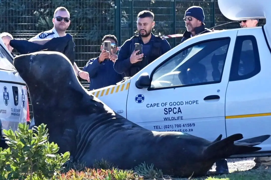 Miembros de la Sociedad para la Prevención de la Crueldad contra los Animales (SPCA) observan a un elefante marino acorralado en una calle de Gordon's Bay, cerca de Ciudad del Cabo, Sudáfrica, el 27 de mayo de 2025. (Foto de AP)
