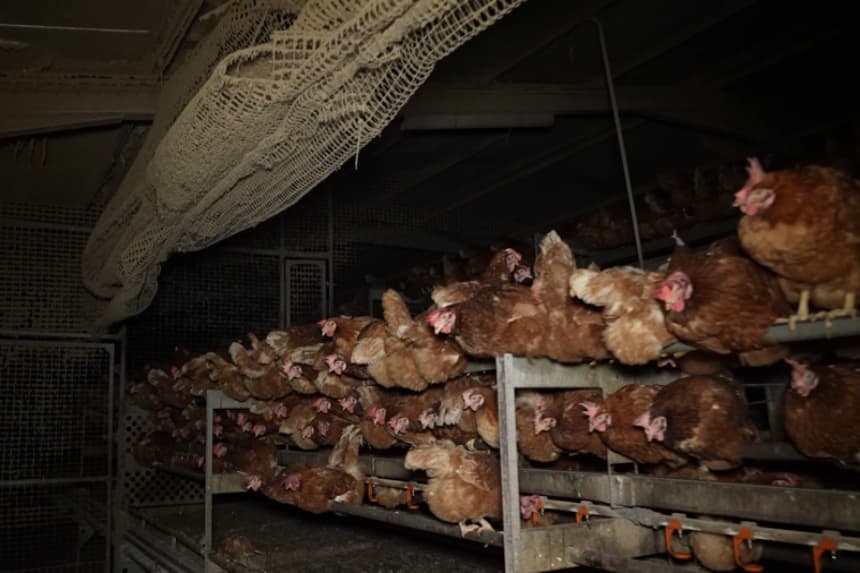 Ordenan cierre de nave y sacrificio de 20,000 gallinas de granja de Mallorca