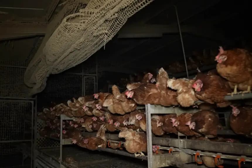 Una investigación impulsada por las organizaciones ecologistas ARDE y Satya Animal ha revelado graves deficiencias higiénico-sanitarias en una granja avícola de Llucmajor, en Mallorca, que alberga 136.000 gallinas ponedoras distribuidas en siete naves. EFE/ARDE