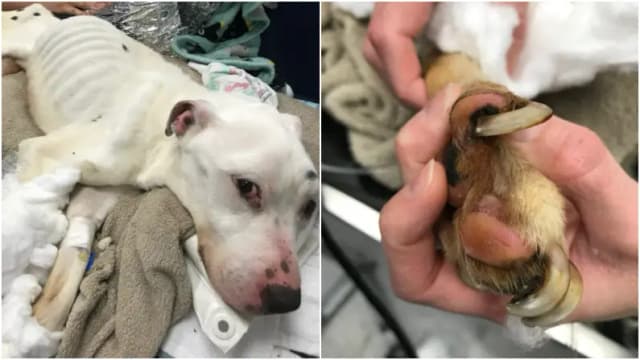 Perrito abandonado que comía vidrios y pilas viejas para sobrevivir, se salvó de milagro