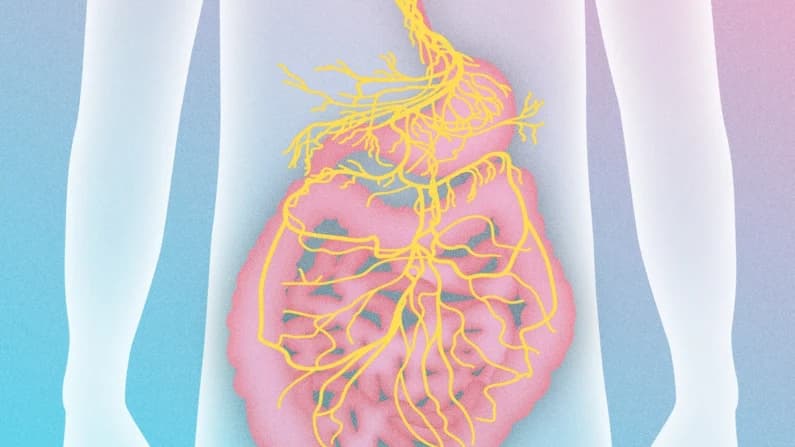 Líbrese de la Enfermedad Inflamatoria Intestinal activando el nervio vago