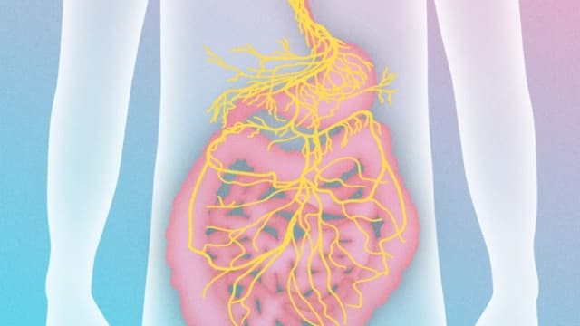 Líbrese de la Enfermedad Inflamatoria Intestinal activando el nervio vago