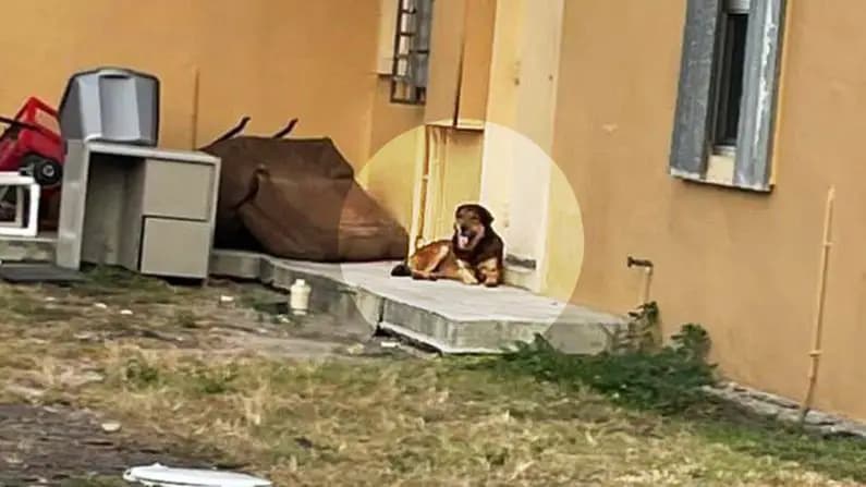 (Cortesía de Everglades Angels Dog Rescue)