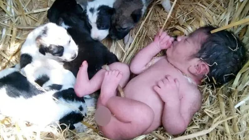 Perrita callejera y sus cachorros protegen y dan calor a un bebé abandonado: "Es un milagro"