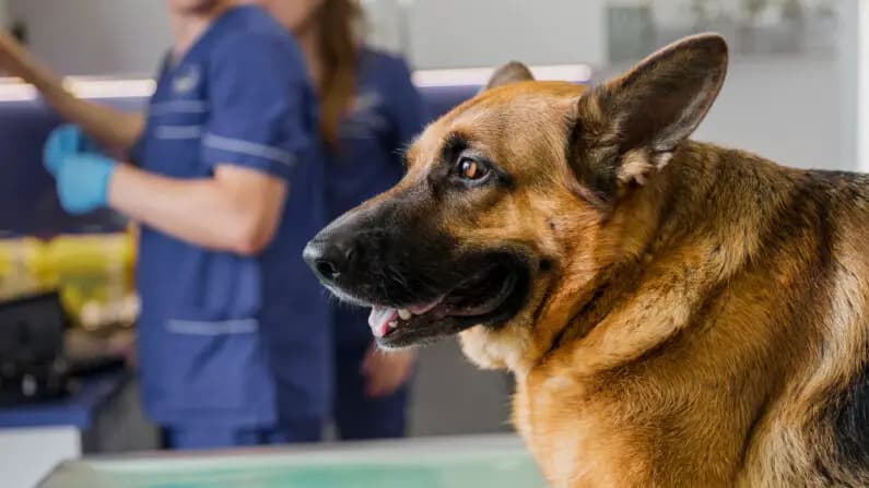 Perrita preñada acude a una veterinaria a dar a luz y papá perro espera afuera