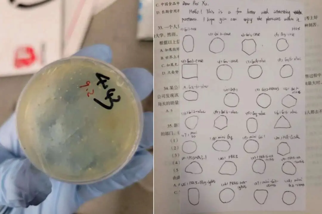 Placas de Petri y notas encontradas en los paquetes interceptados que la investigadora china Han Chengxuan supuestamente introdujo de contrabando en Estados Unidos. (Departamento de Justicia)