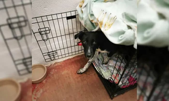 (Cortesía de Oakwood Dog Rescue) 