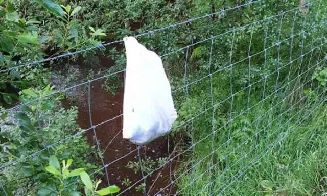Cortesía de la Sociedad Irlandesa para la Prevención de la Crueldad con los Animales (ISPCA)
 