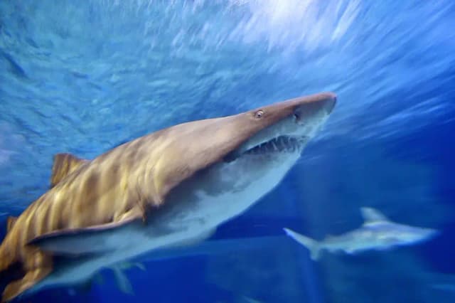 Niña de 9 años resulta herida por ataque de tiburón en una playa de Florida