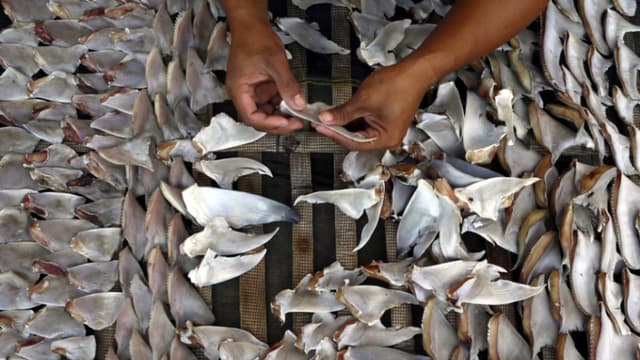 México incauta 2433 kilos de aletas de tiburón rumbo a China