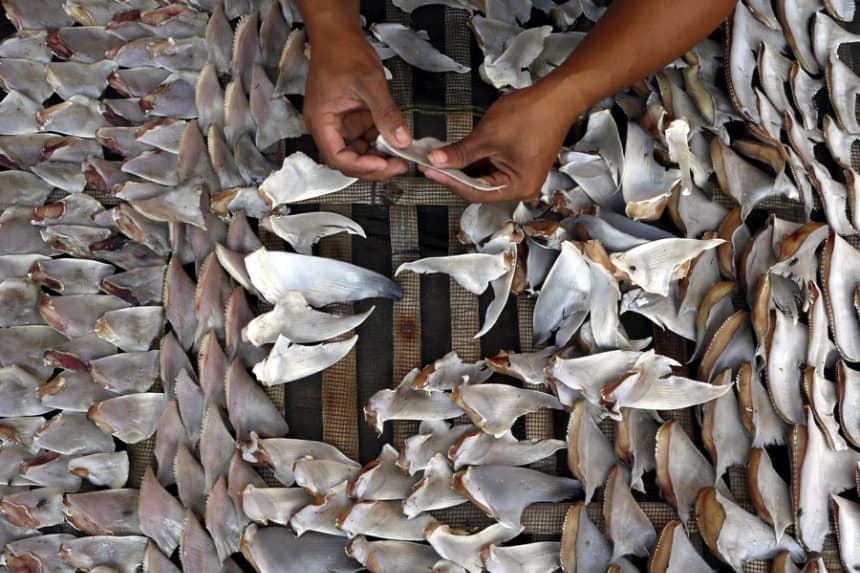 México incauta 2433 kilos de aletas de tiburón rumbo a China