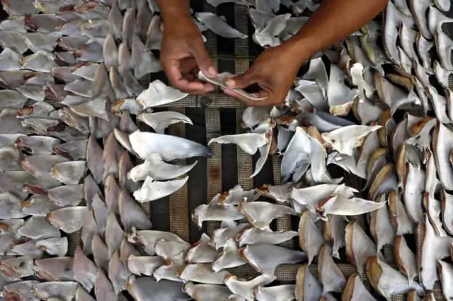 México incauta 2433 kilos de aletas de tiburón rumbo a China