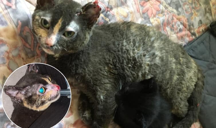 Gata entra 4 veces al fuego para rescatar a sus gatitos de un voraz incendio