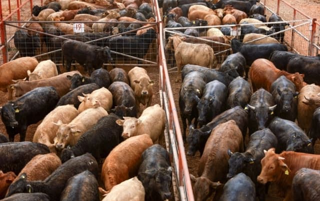 EE. UU. abrirá planta de producción de moscas para combatir a gusano barrenador procedente de México