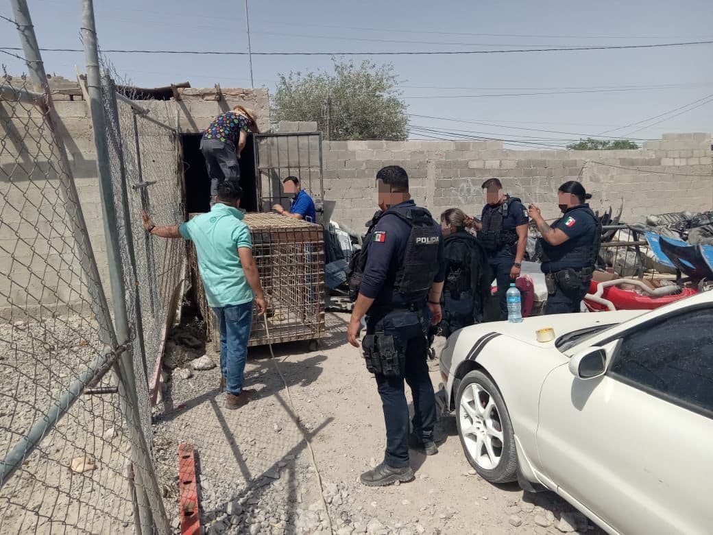 Policías y autoridades de México retiran y aseguran a un tigre de un predio de autopartes en Ciudad Juárez, Chihuahua, México. (Crédito: Profepa)