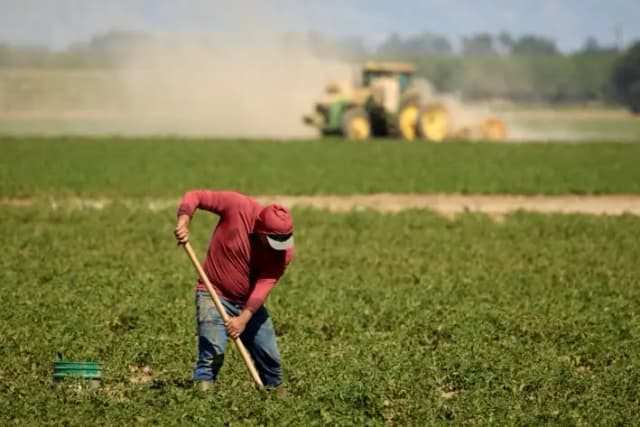 Un trabajador agrícola repara las líneas de riego en una granja de tomates, en Woodland, California, el 30 de mayo de 2025. (Fred Greaves/Foto de archivo /Reuters)